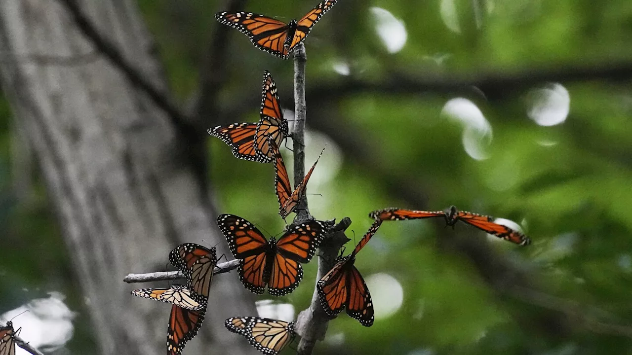 U.S. wildlife officials plan to list monarch butterflies as threatened species