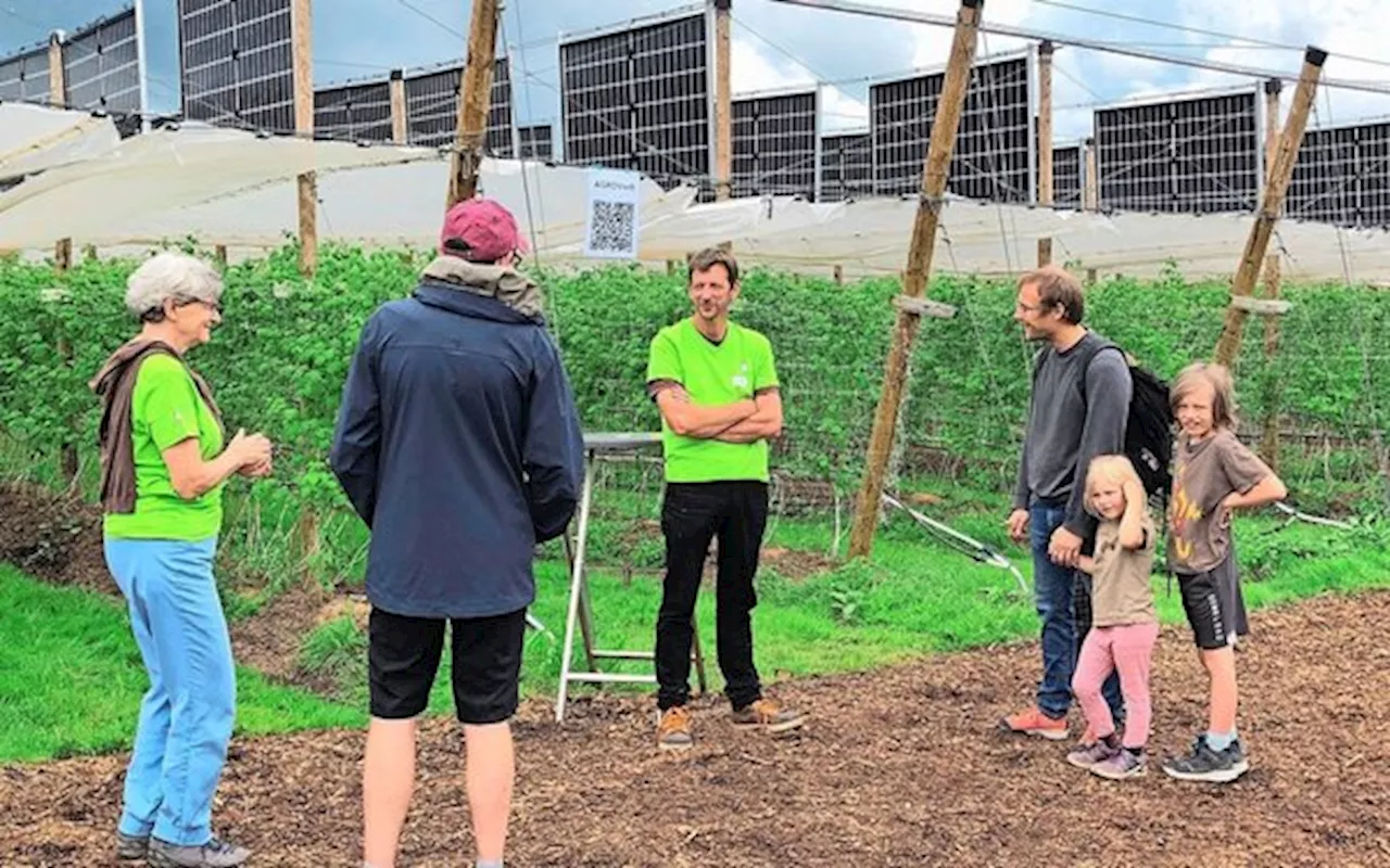 Doppelter Nutzen dank Agri-Photovoltaik