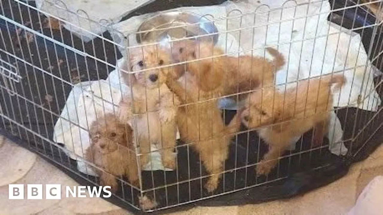 Dorchester illegal dog breeding: Father and daughter sentenced