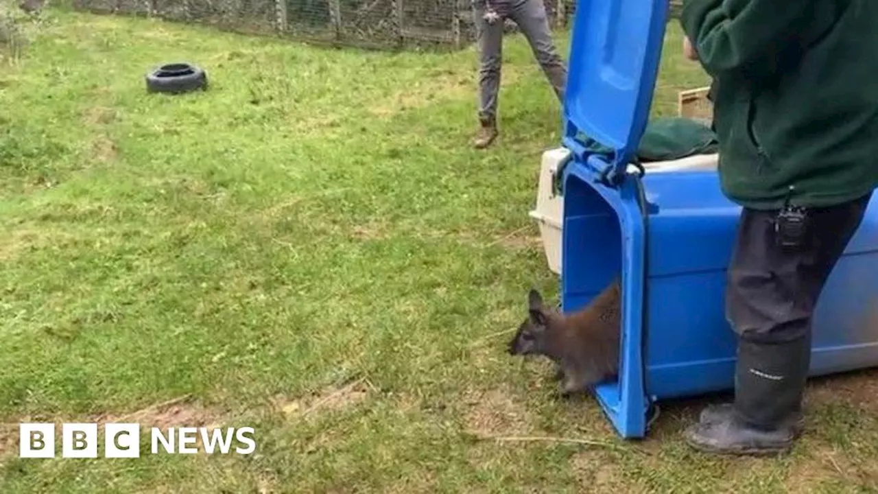 Devon wildlife park moves animals in wheelie bins after storm