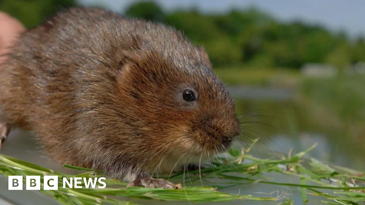 Water voles return to the West Country for the first time in 20 years