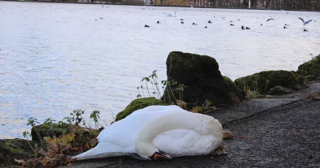 Bird flu warning as first case identified in over a year