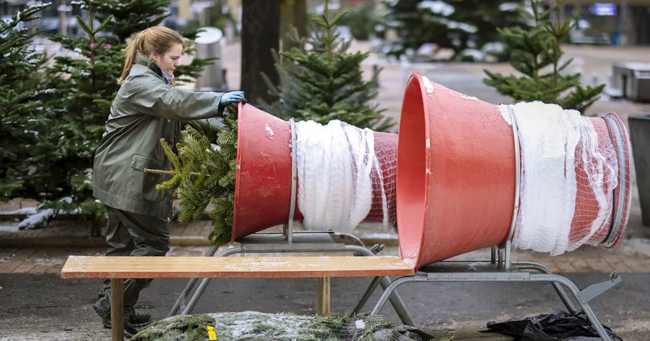 So kaufst du einen richtig grünen Christbaum, der kaum nadelt