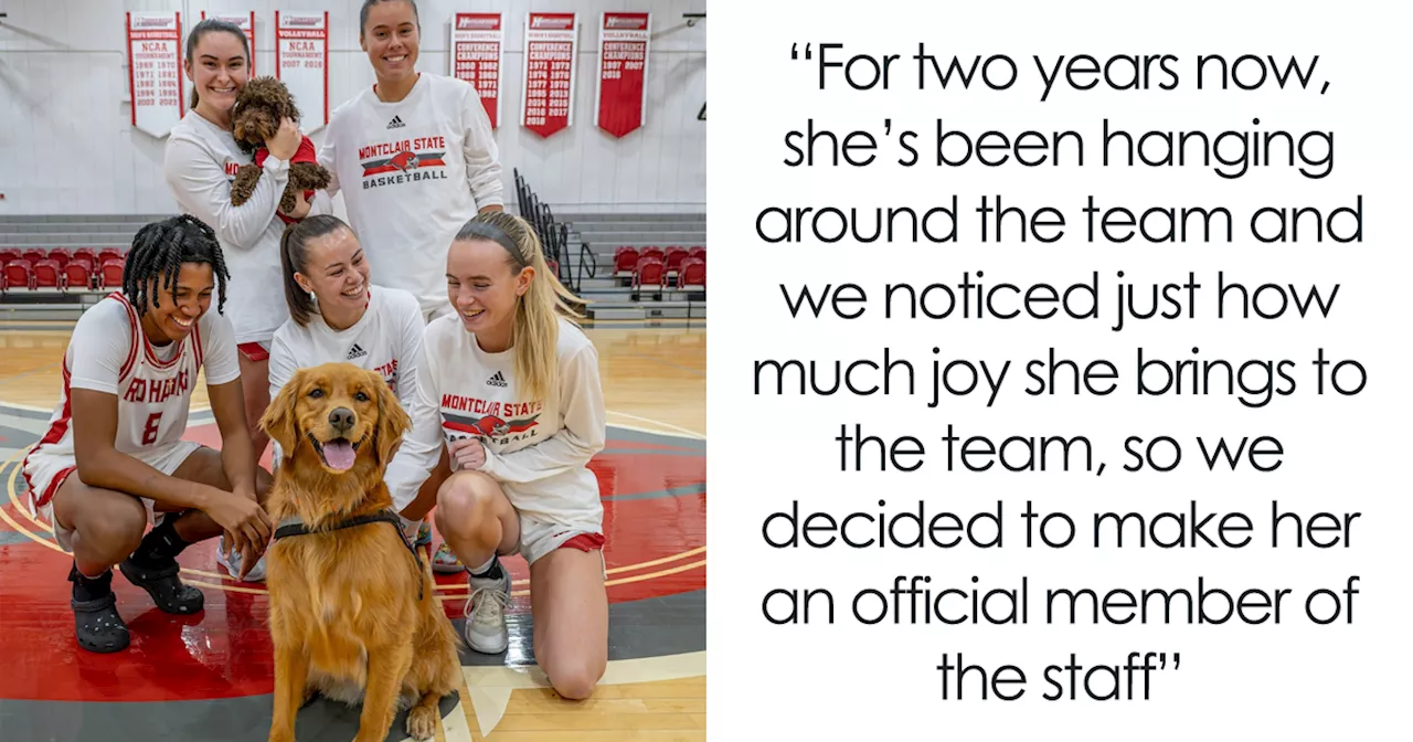 College B-Ball Team Employs Golden Retriever As Their ‘Director Of Pawsitivity,’ And Netizens Love It