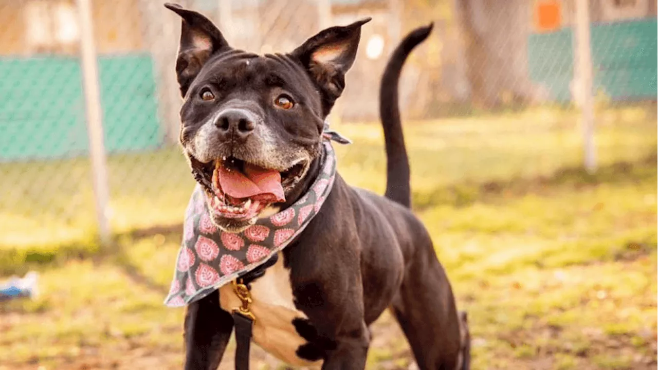 Dog finds potential forever home after over 1,400 days at Austin Pets Alive!