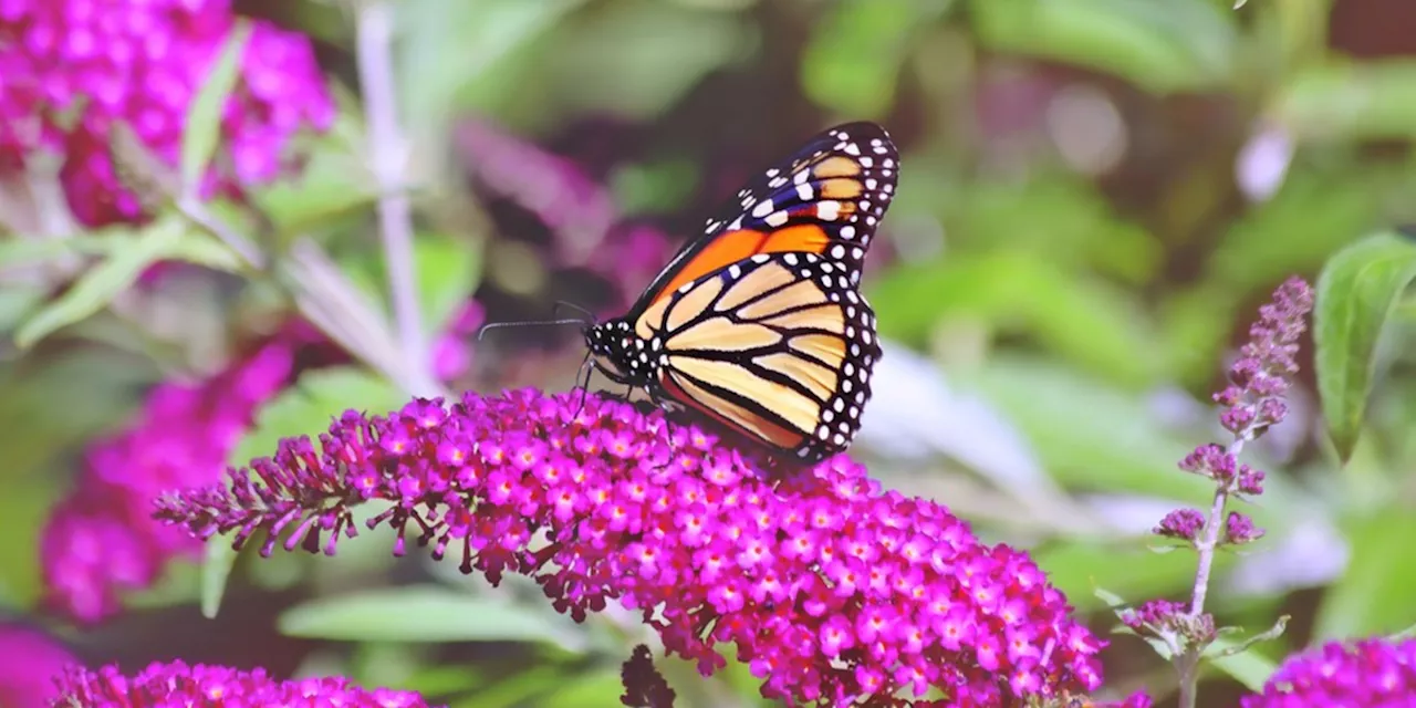 'Landmark Victory': US Proposes Endangered Species Protections for Monarch Butterfly