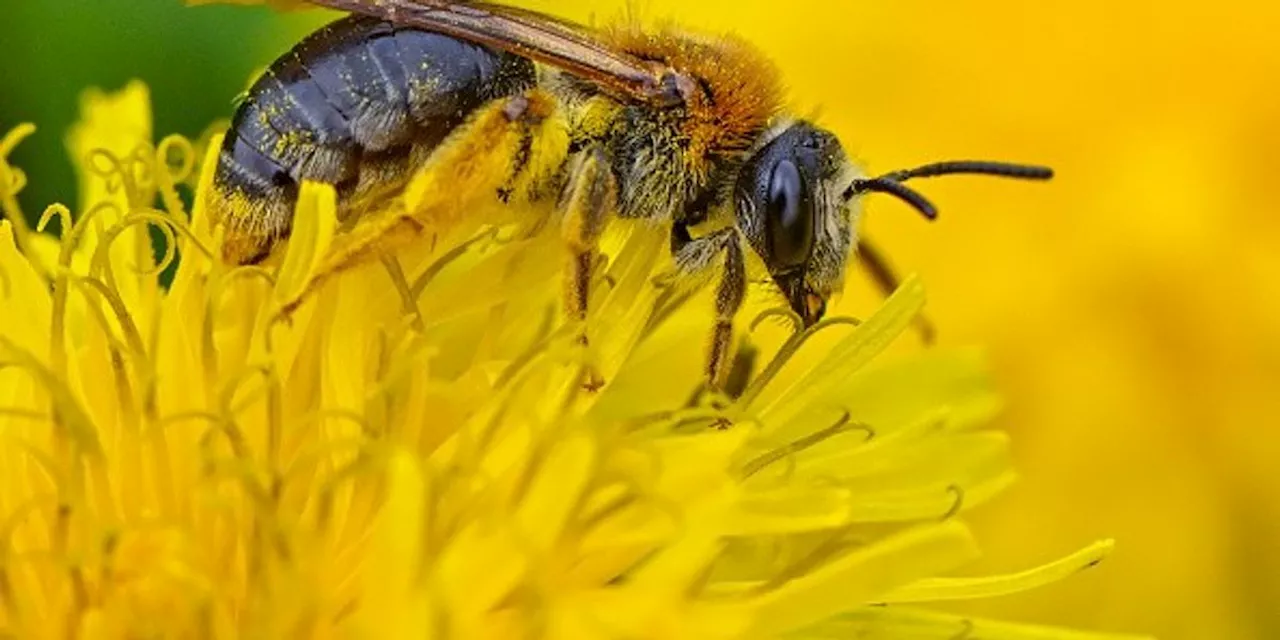 Pesticide Scorecard Exposes Which Food Retailers Are Failing Bees