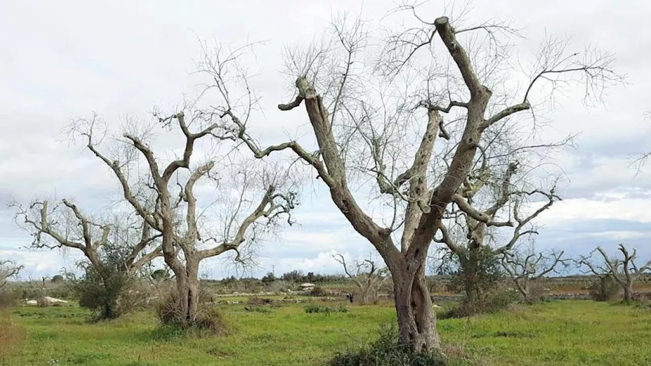 Gli ulivi monumentali in Puglia a rischio Xylella: l'Sos dimenticato