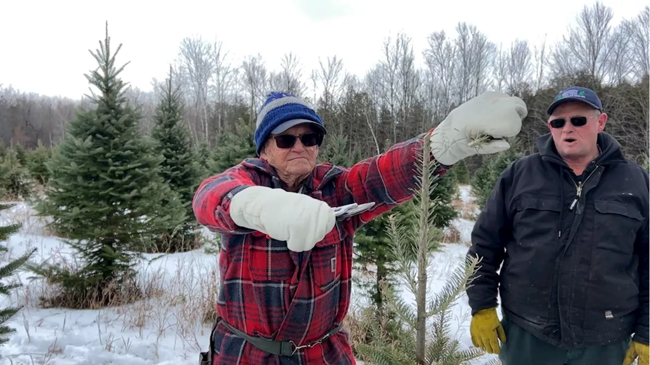 Man, 99, still at work 7 decades after opening eastern Ontario Christmas tree farm