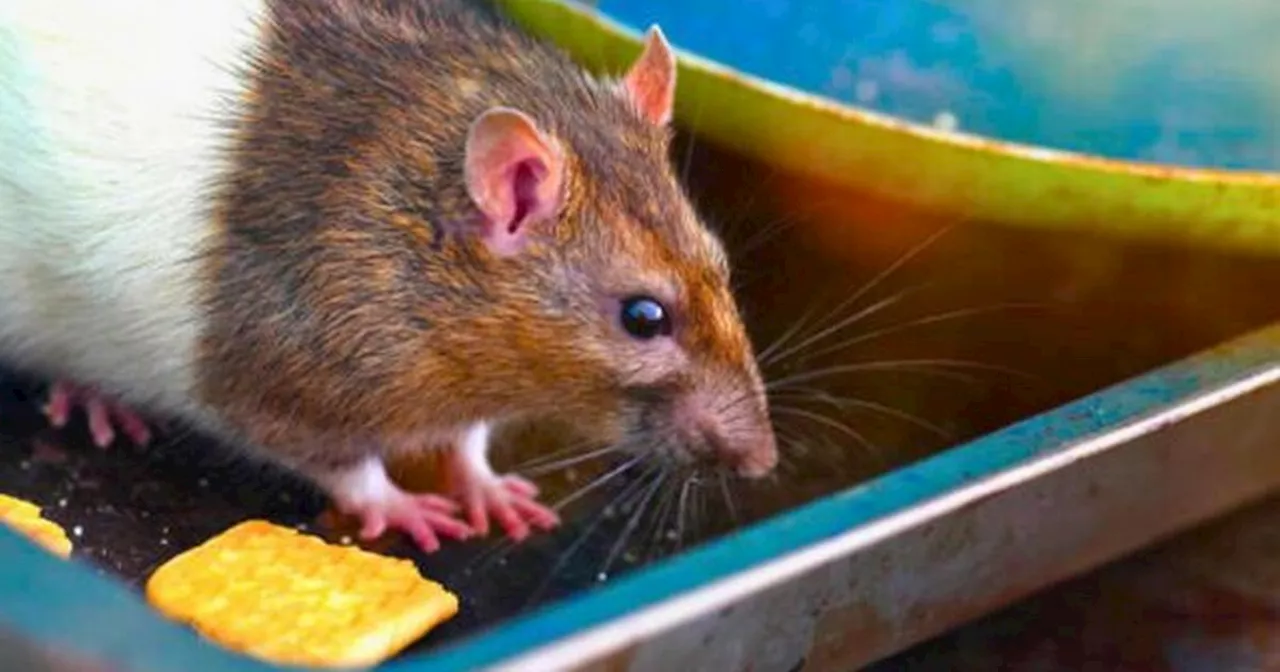 Keep rats and mice out of your home for good using these 4 smells they 'hate'