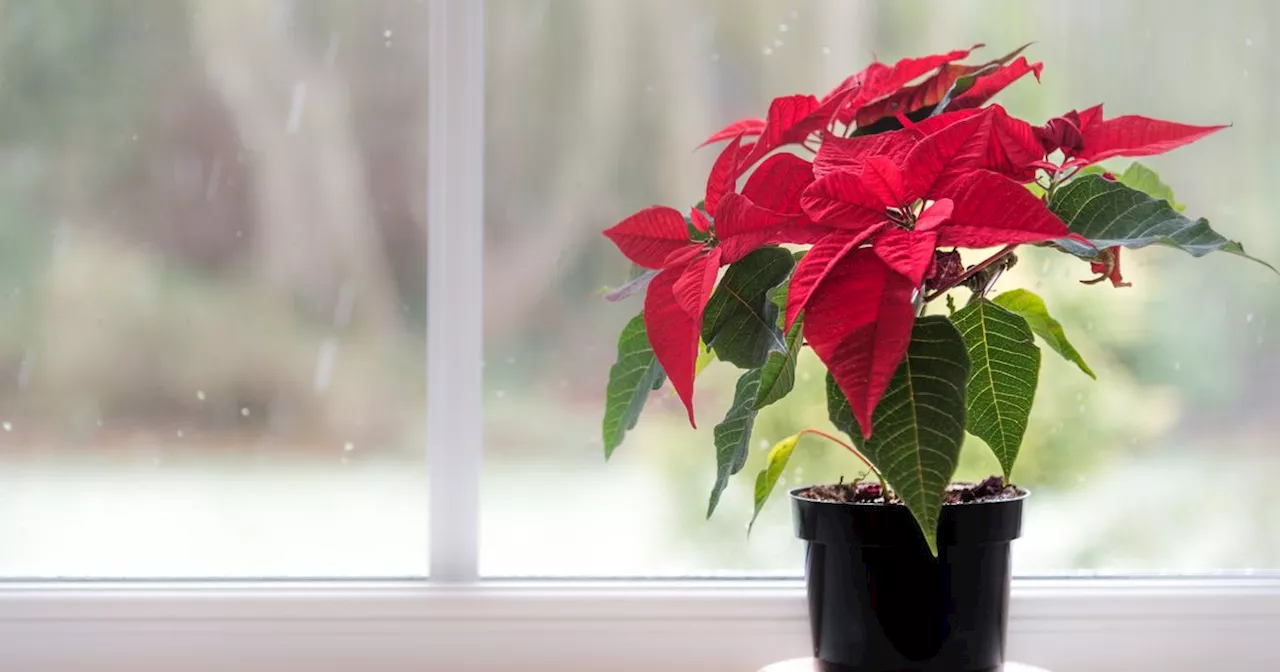 The sweet Nativity story behind the the UK's favourite Christmas plant