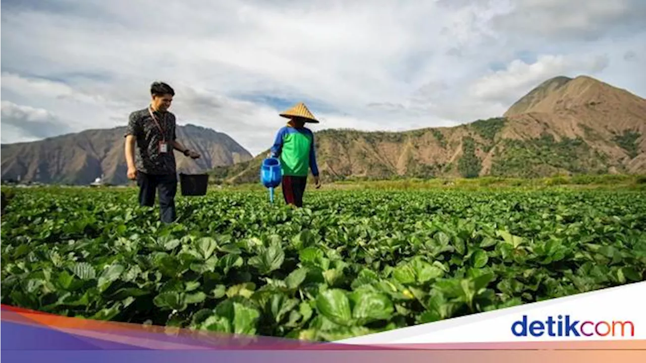 Sektor Pertanian Penyumbang KUR Terbesar di Bank BRI