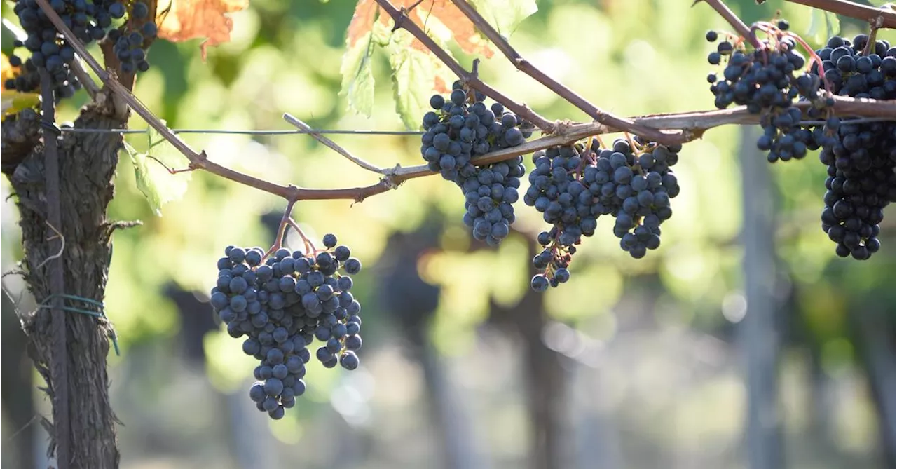 Netze über Weinberge gespannt: Winzer wegen Tierquälerei verurteilt