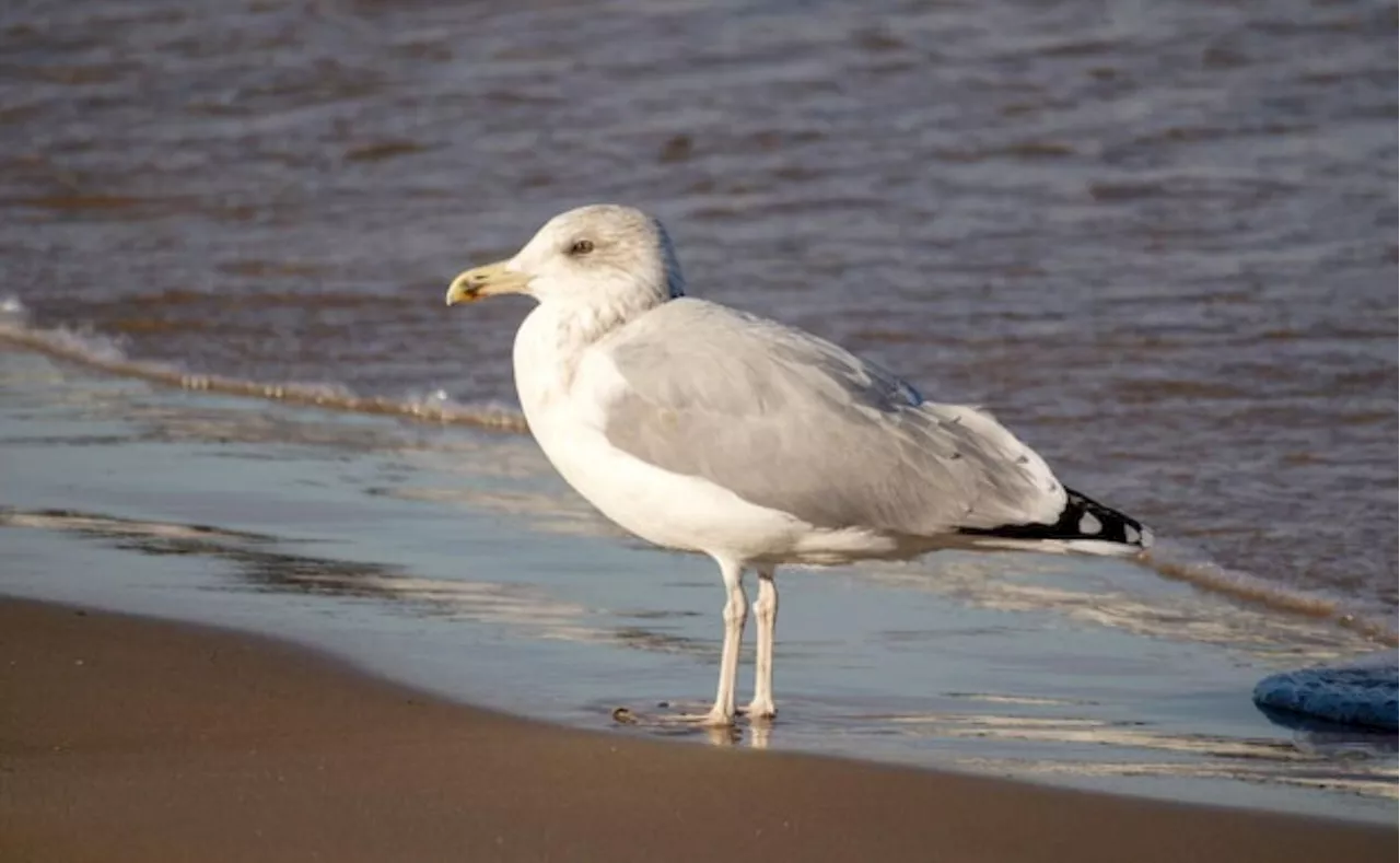 Descubre la esperanza de vida de una gaviota; esto dice una bióloga