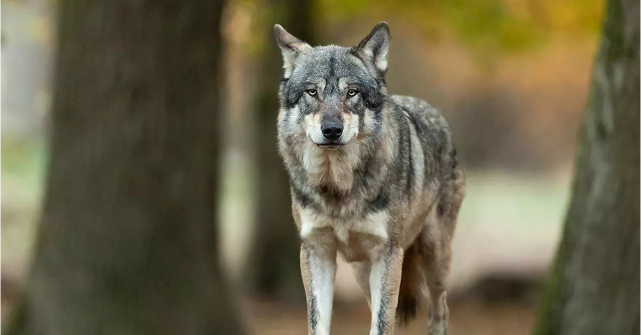 Erst der Wolf, dann der Biber, dann die ganze Natur?