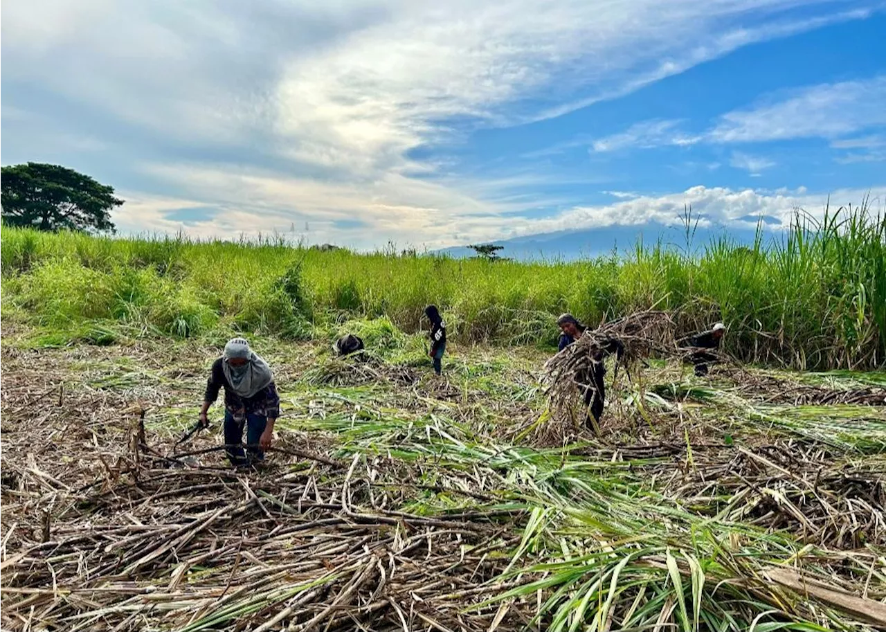 SRA expresses fear over Kanlaon eruption’s impact on local sugar sector