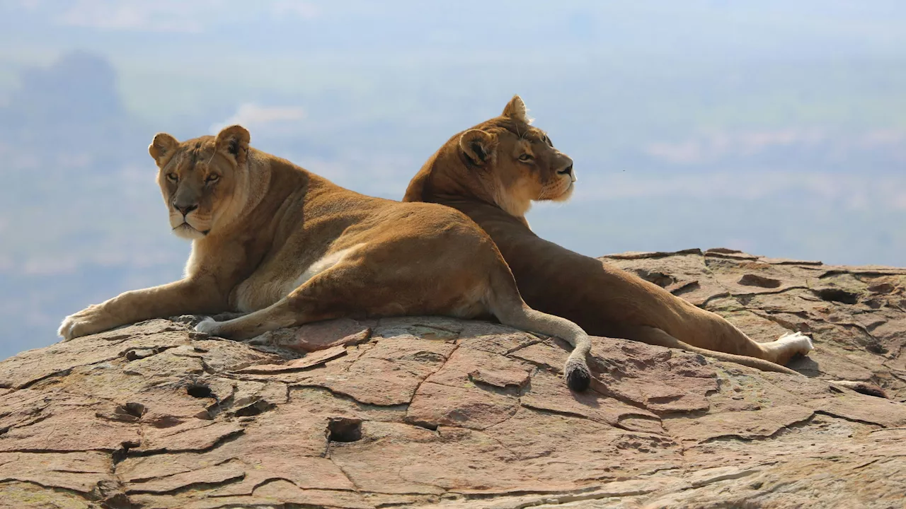  Letzte Löwen aus Safaripark Gänserndorf sind tot