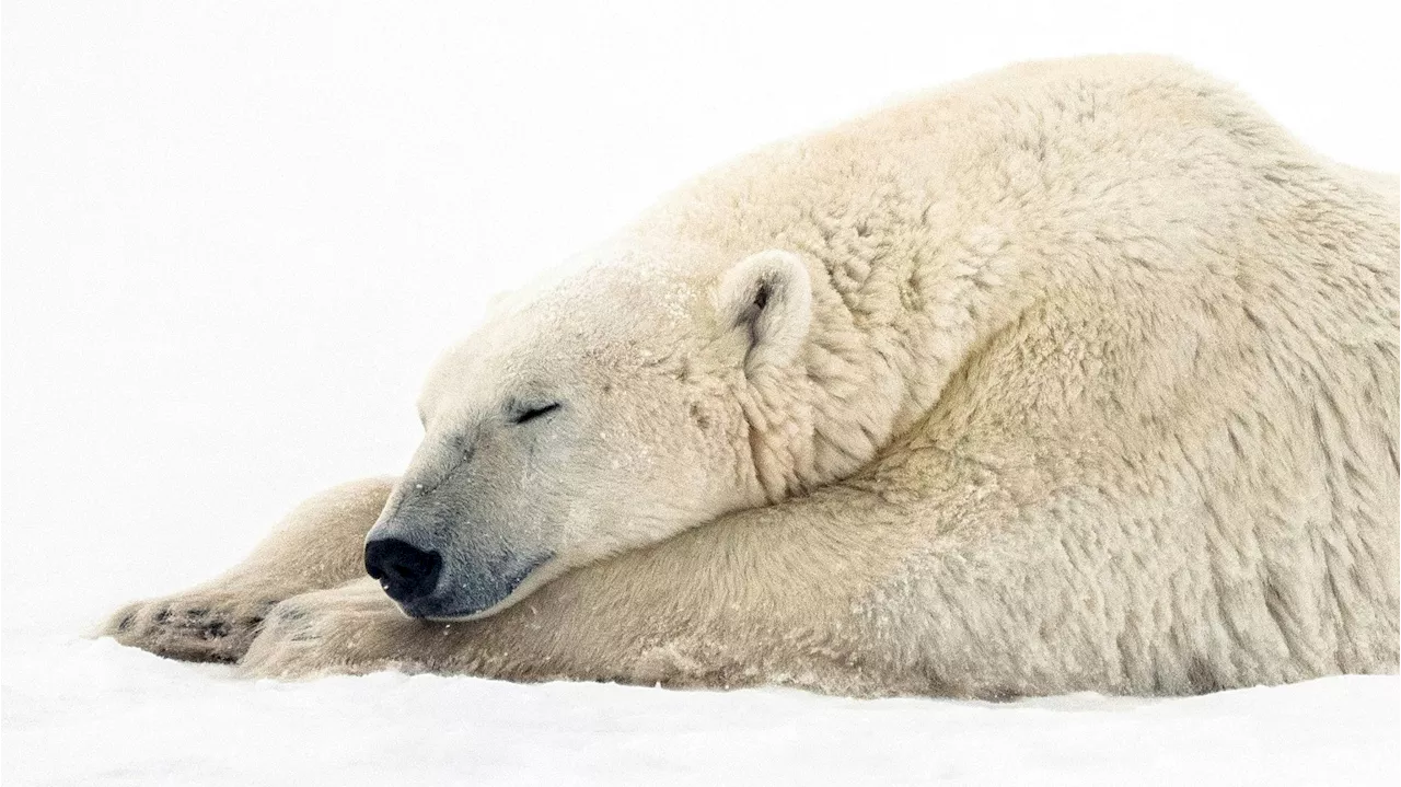 'Rolltreppe zum Aussterben' - Klimawandel – so viele Tiere könnten bald verschwinden