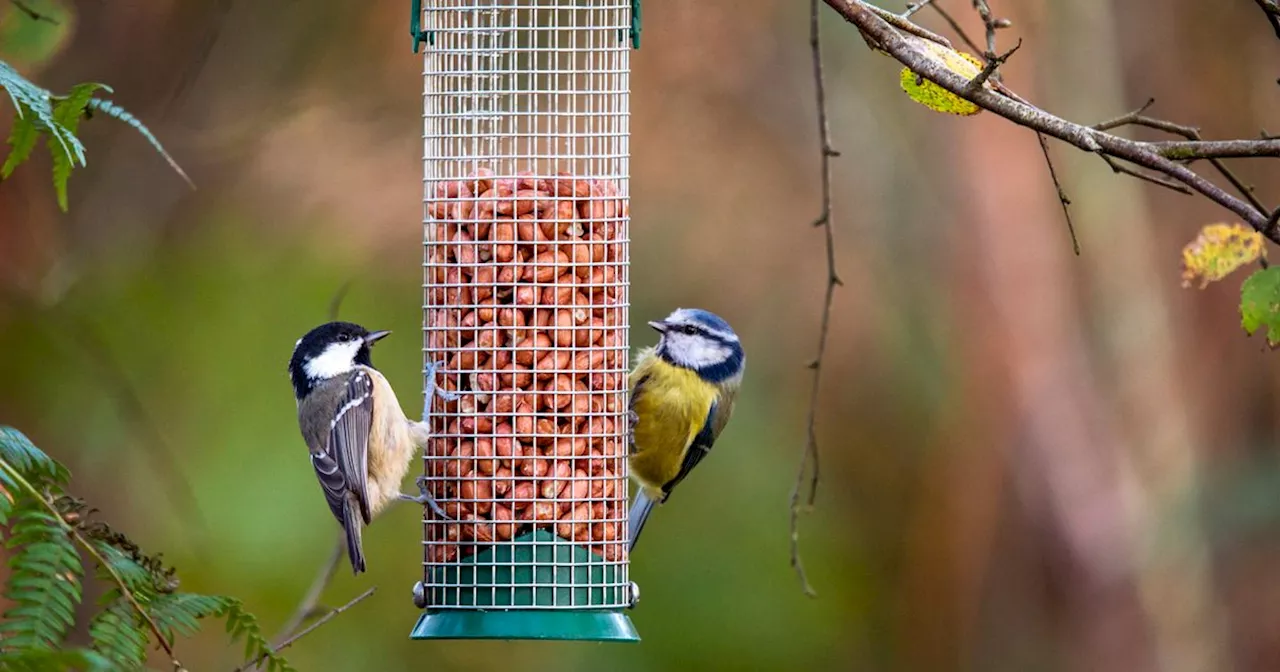 Irish homes with bird feeders in garden warned to 'move them right now'