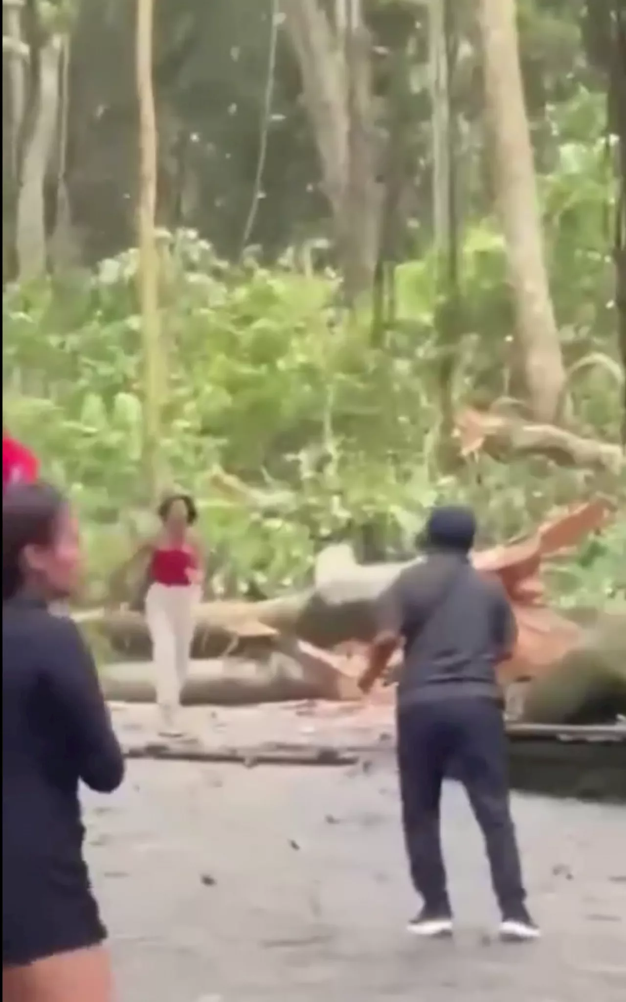 Vídeo: duas turistas morrem após queda de árvore na Indonésia
