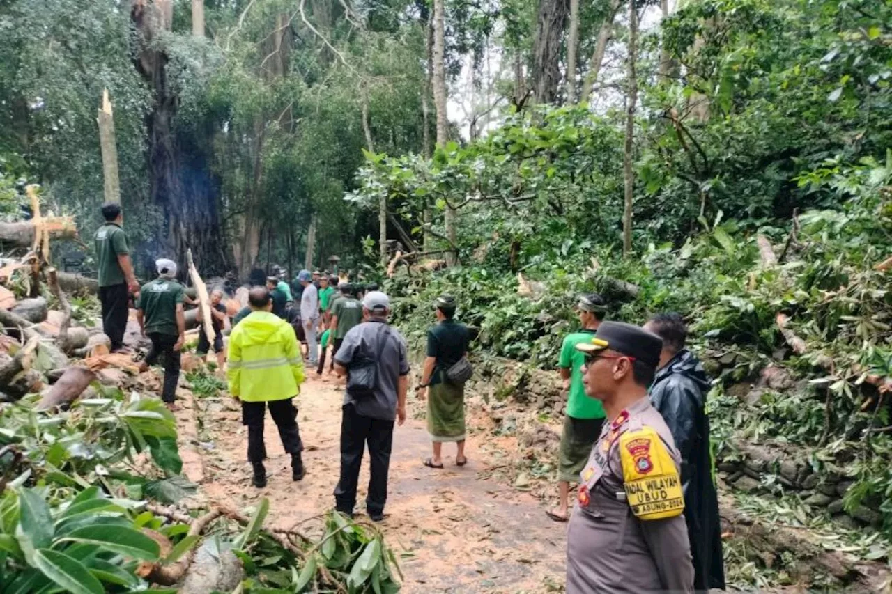 2 Bule Tewas, 3 WNA Luka-Luka Tertimpa Pohon Tumbang di Ubud