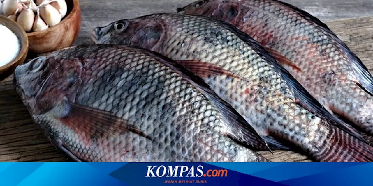 Cara Terbaik Menyimpan Ikan agar Tetap Segar