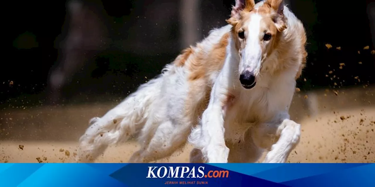 Selandia Baru Akan Larang Balap Anjing Greyhound pada 2026