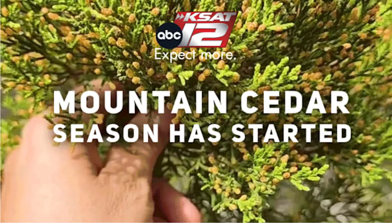 IT’S OFFICIAL: Mountain Cedar season kicks off in San Antonio 🤧