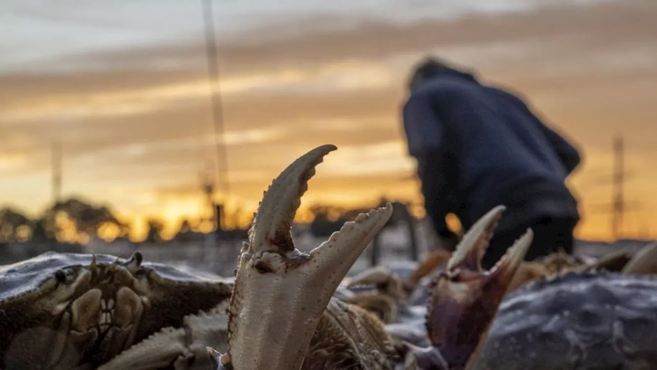 Recreational Dungeness crab fishery cleared of toxic health threat