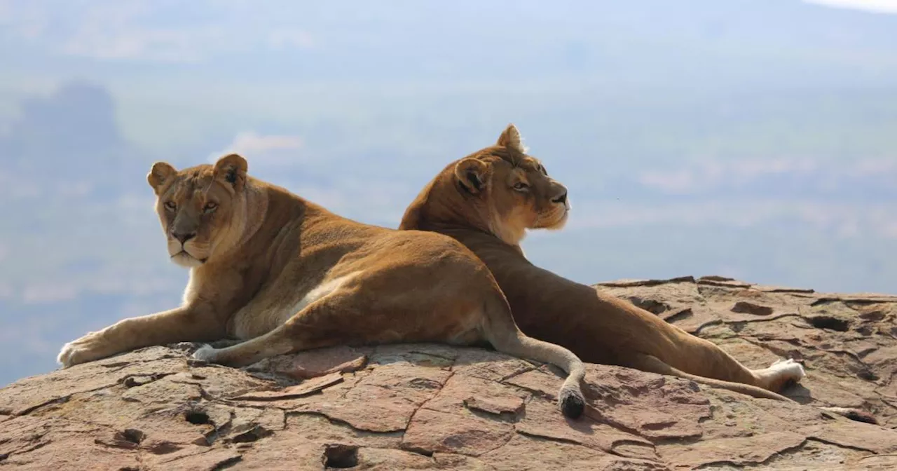 Abschied von Anna und Kiara: Die letzten Löwen des Safariparks sind tot