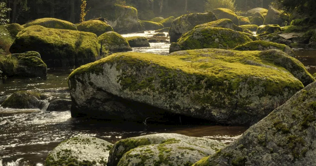 NÖ: Land gibt Startschuss für dritten Nationalpark