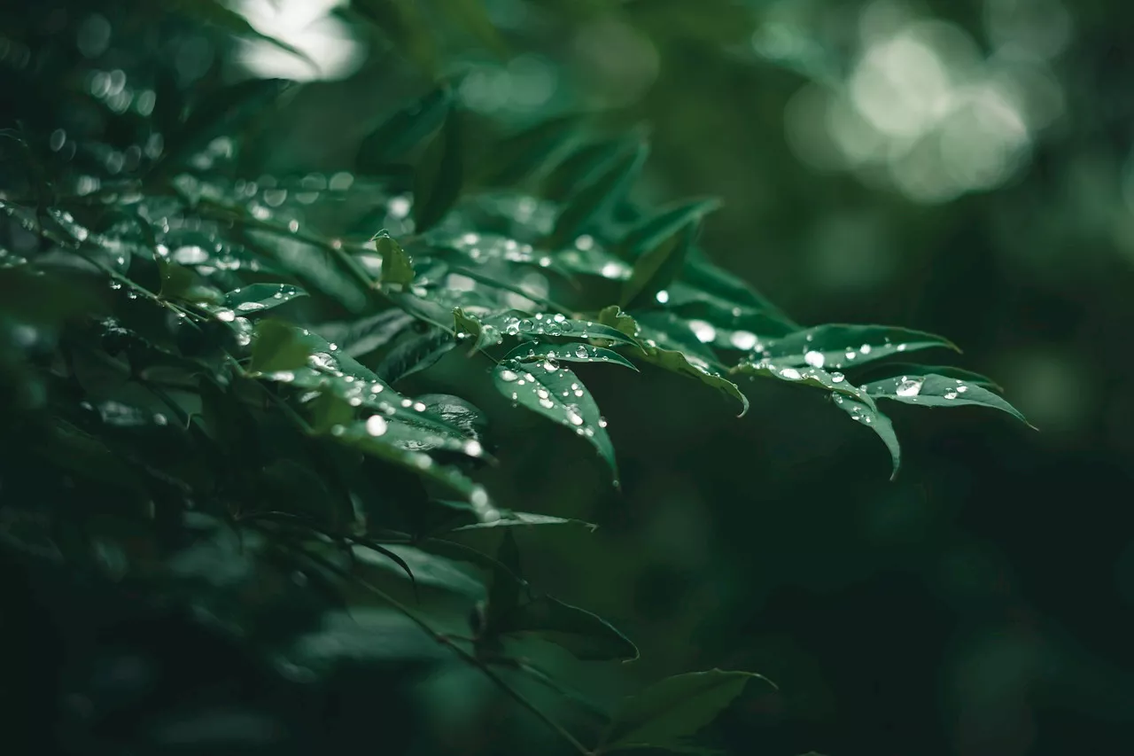 El lenguaje secreto de las plantas: química, electricidad y simbiosis