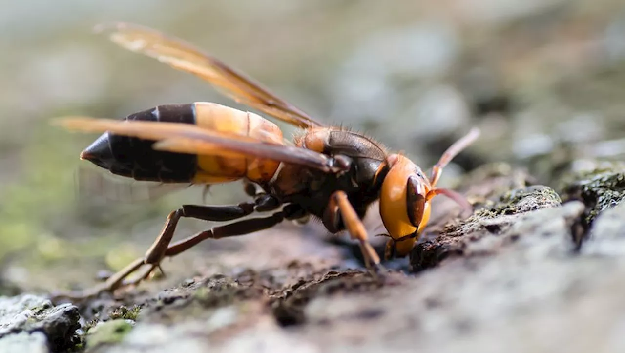 Une 'menace potentielle' : une nouvelle espèce de frelon géant découverte en Europe, les scientifiques se dise