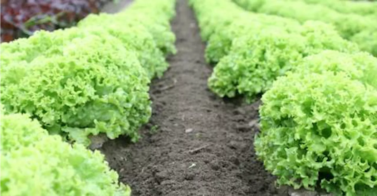 Dans les Bouches-du-Rhône, les forages illégaux du roi des salades régularisés