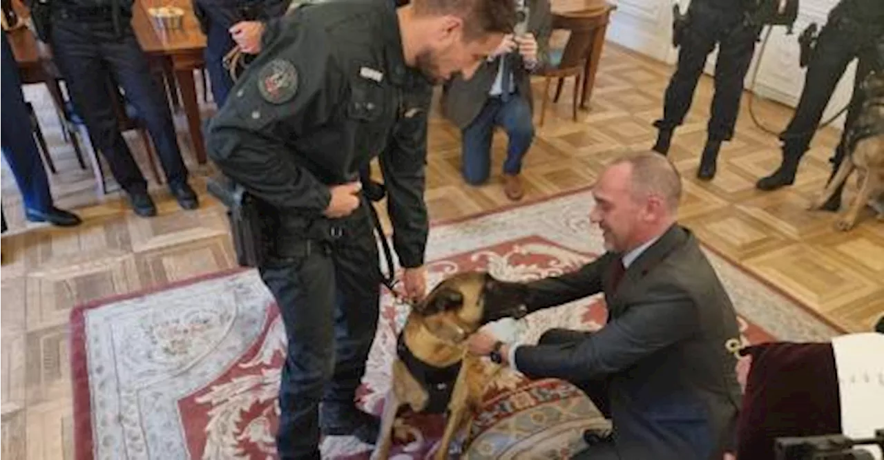 Django, Alpha, Tina, chiens et policiers à part entière
