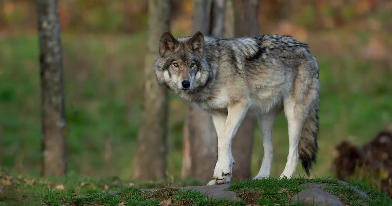 «C’est inquiétant pour les enfants» : dans le Var, une attaque de loup se produit à proximité d’un collège