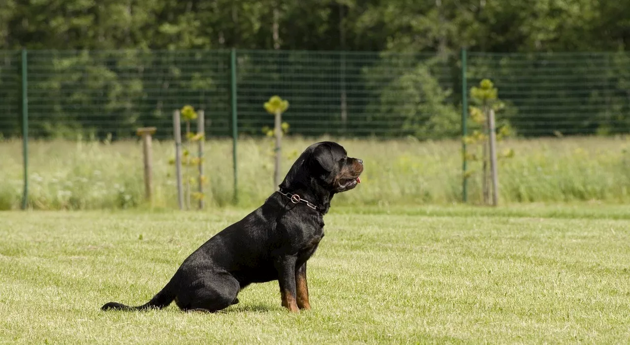 Bambina di 5 anni sbranata dai rottweiler di famiglia: «È caduta e l'hanno attaccata, il papà si è lanciato ma