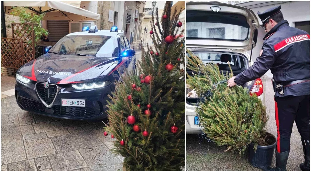 Rubano l'albero di Natale addobbato, quattro giovani nei guai: sono tutti studenti incensurati, incastrati dal