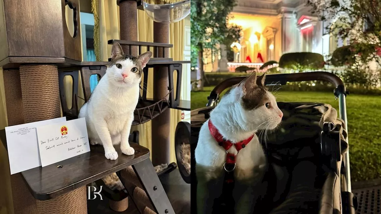 7 Potret Rumah Bobby Kertanegara Kucing Prabowo dari Dubes China, Mewah