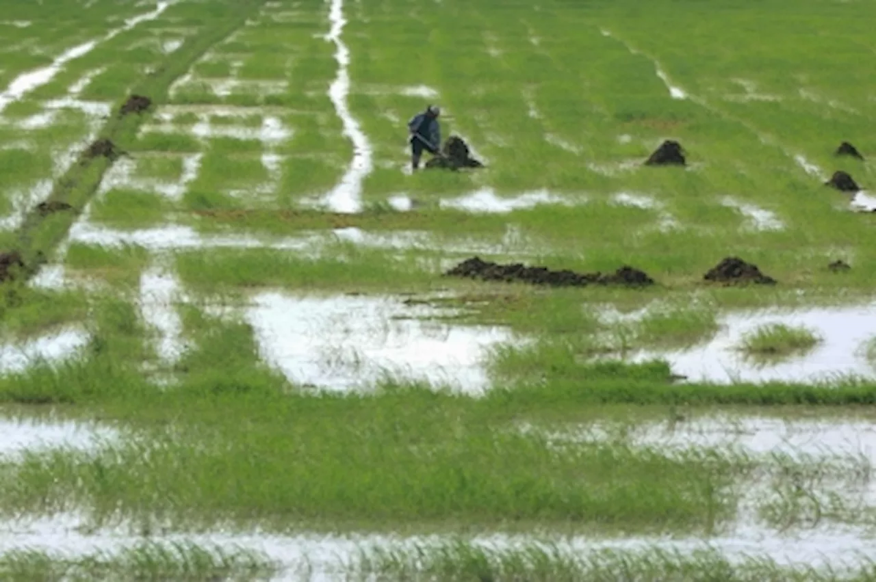 Flood-hit paddy fields causes Malaysia to lose 5.3 million bags of rice from potential supply, says deputy agriculture minister