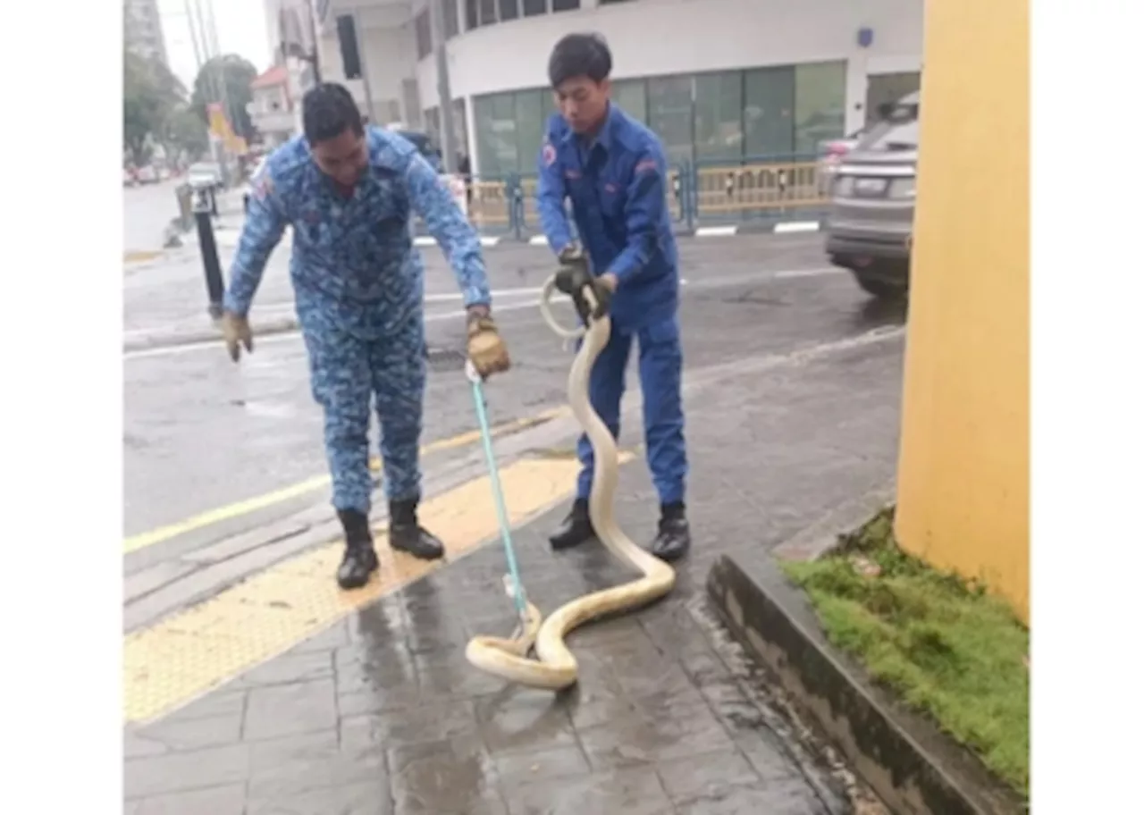 Snagged! Massive 4.26m albino python captured after causing a hiss near George Town, says Civil Defence Force