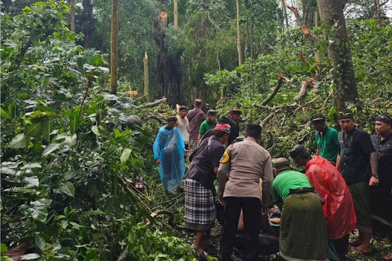 2 WNA Tewas Tertimpa Pohon di Monkey Forest Bali