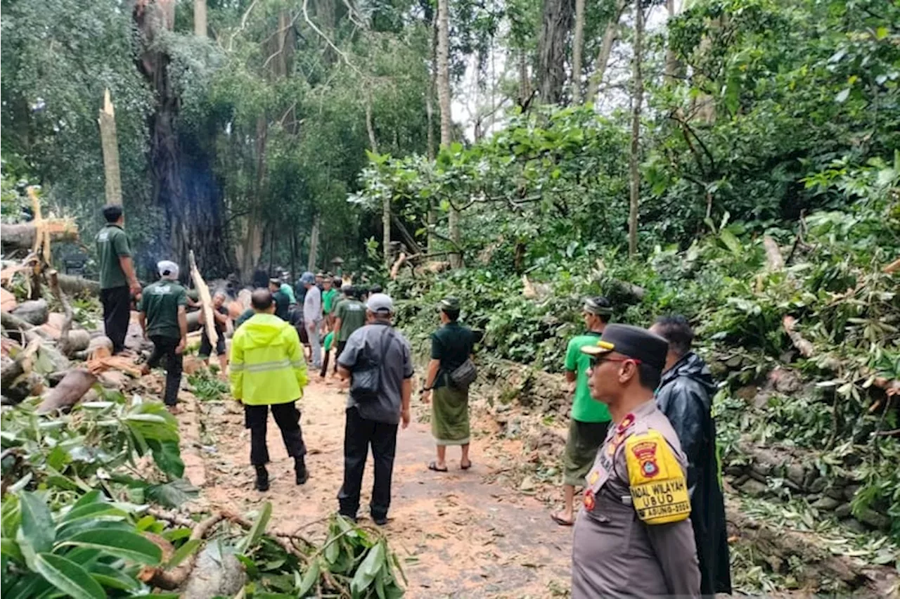 Ini Kronologi Tewasnya 2 WNA yang Tertimpa Pohon di Monkey Forest Bali