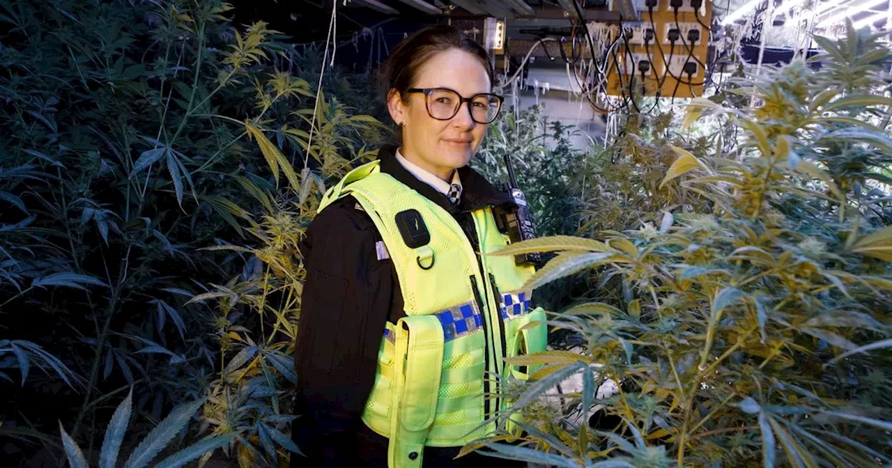 Inside the huge cannabis farm 'worth £100,000' seized by cops