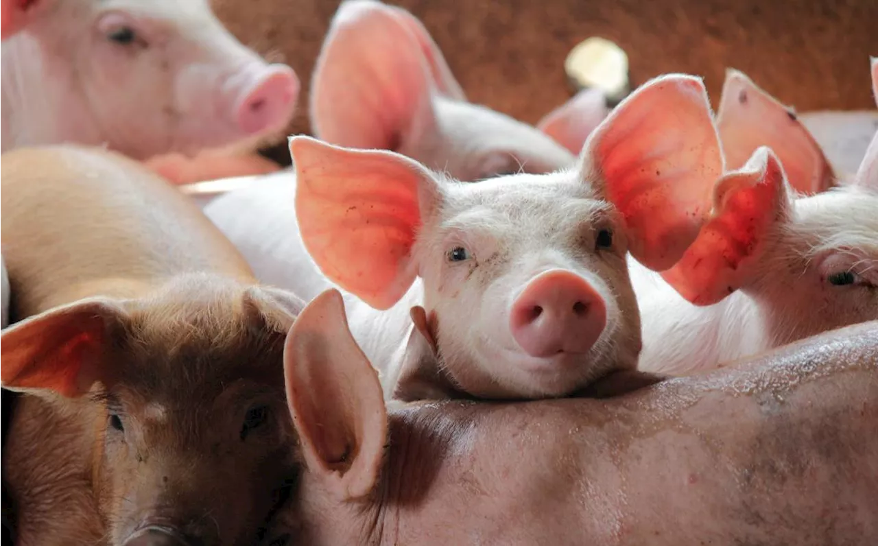 Por sanidad, prohíben sacrificio de cerdos en Lerdo; es la carne típica de reliquias