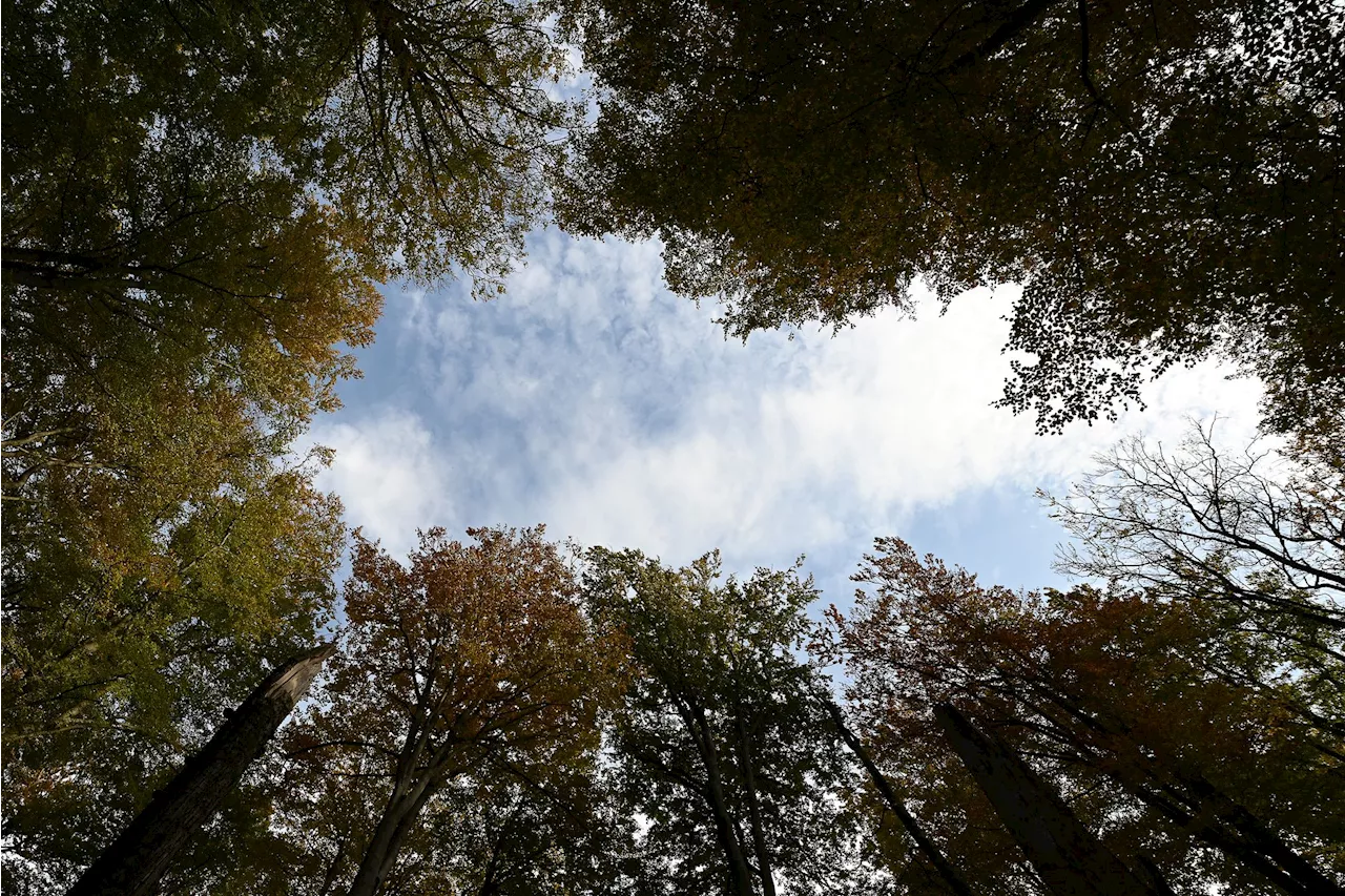 Studie: Deutschland könnte wilder werden