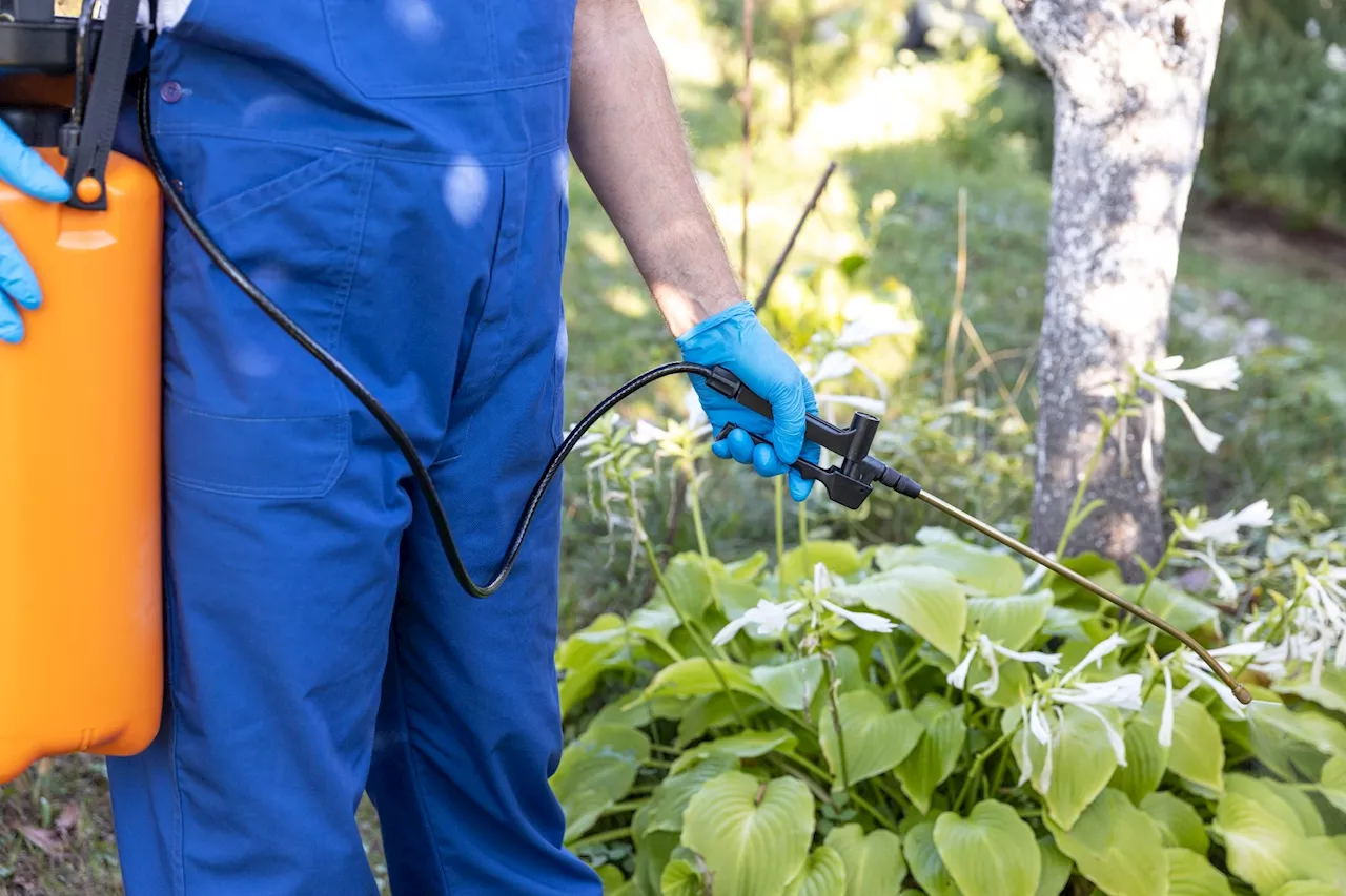 Mouse study links glyphosate to Alzheimer's-like brain changes and anxiety