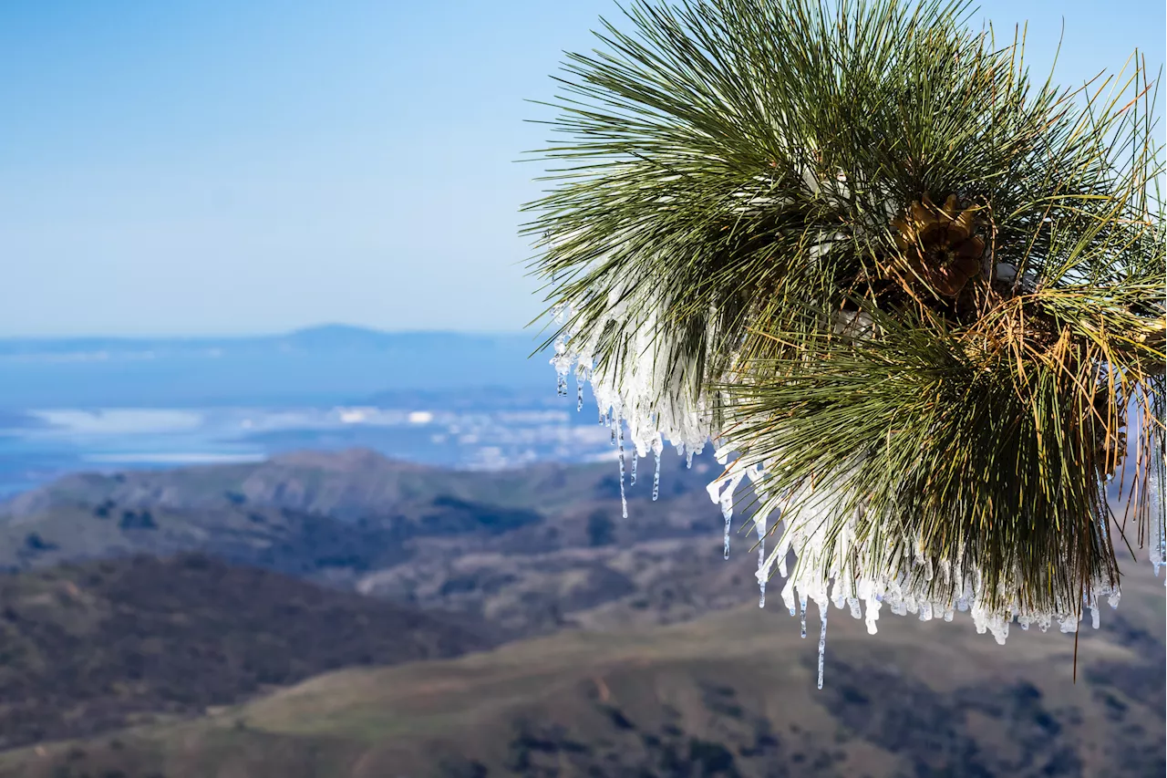 California Freeze Warning as Temperatures Could Plunge 30 Degrees