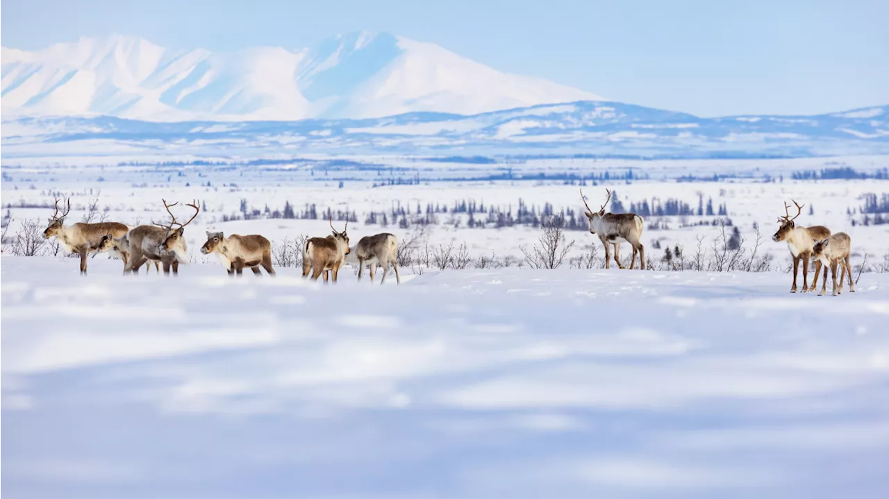 Arctic tundra becoming source of carbon dioxide emissions