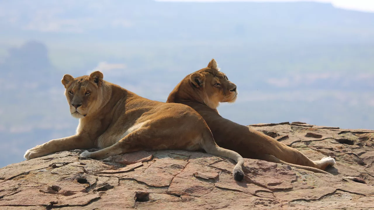 Anna & Kiara: Die letzten Löwen aus Gänserndorfs Safaripark sind tot